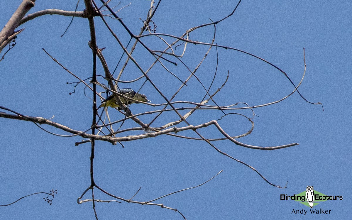 Pygmy Flowerpecker - ML535681791