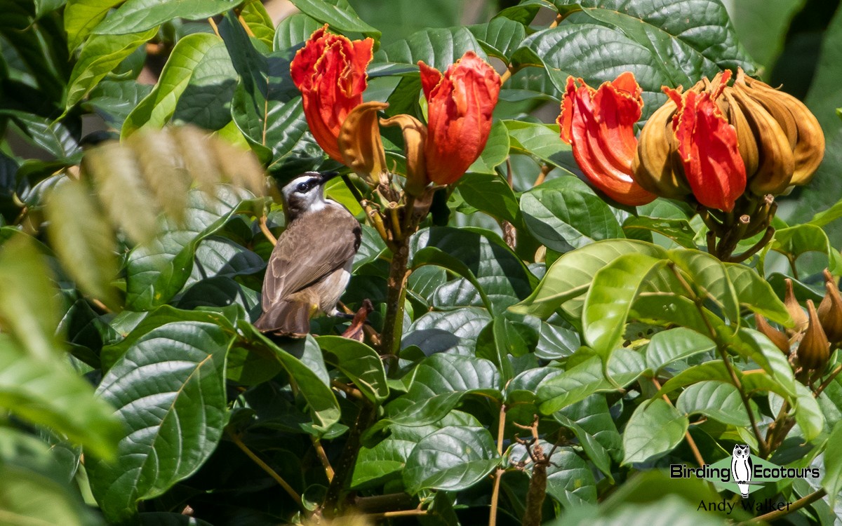 Yellow-vented Bulbul - ML535682161