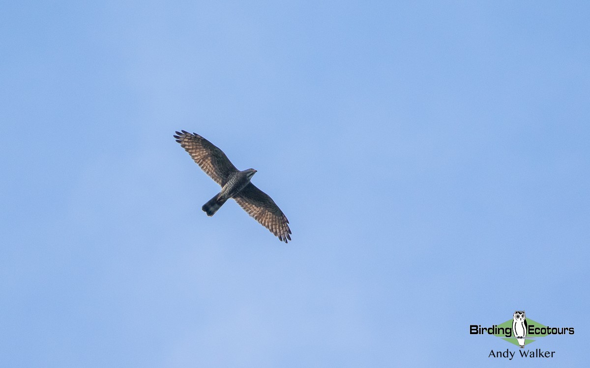 Gray-faced Buzzard - ML535682271