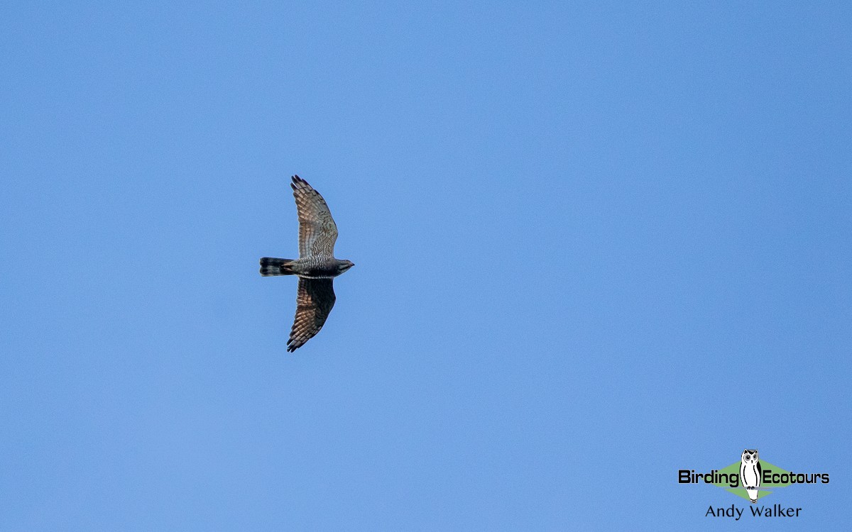 Gray-faced Buzzard - ML535682291