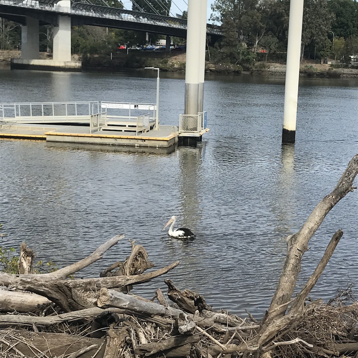 Australian Pelican - ML535682461