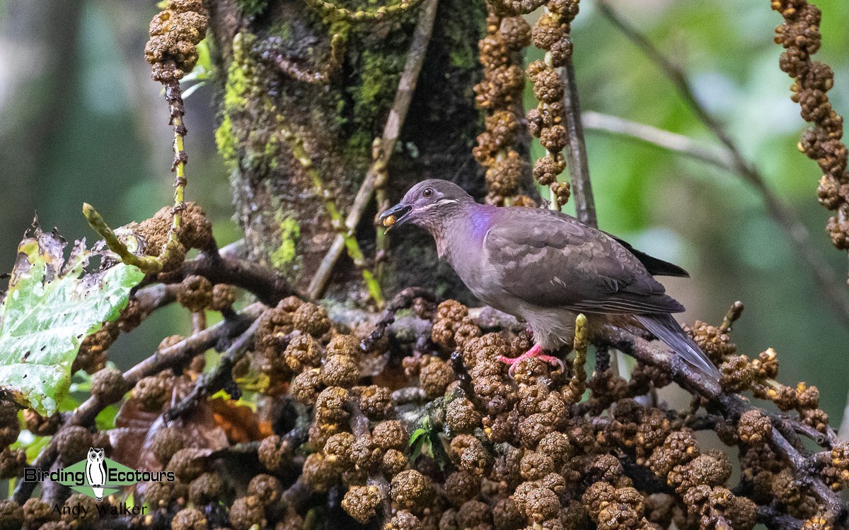 Amethyst Brown-Dove (Amethyst) - Andy Walker - Birding Ecotours
