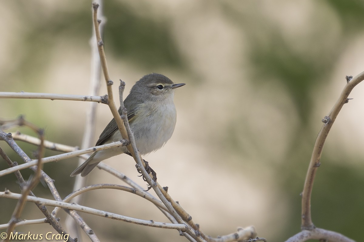 Common Chiffchaff (Common) - ML53568281