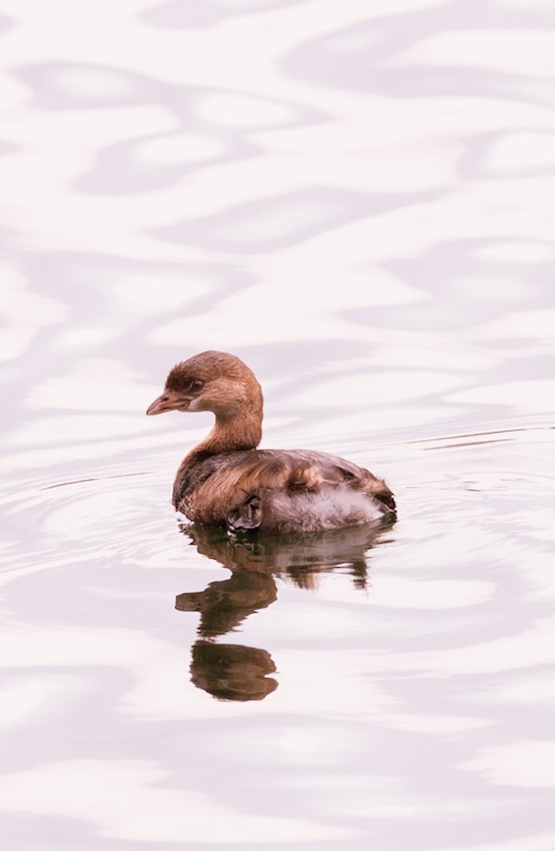 Pied-billed Grebe - ML535683111