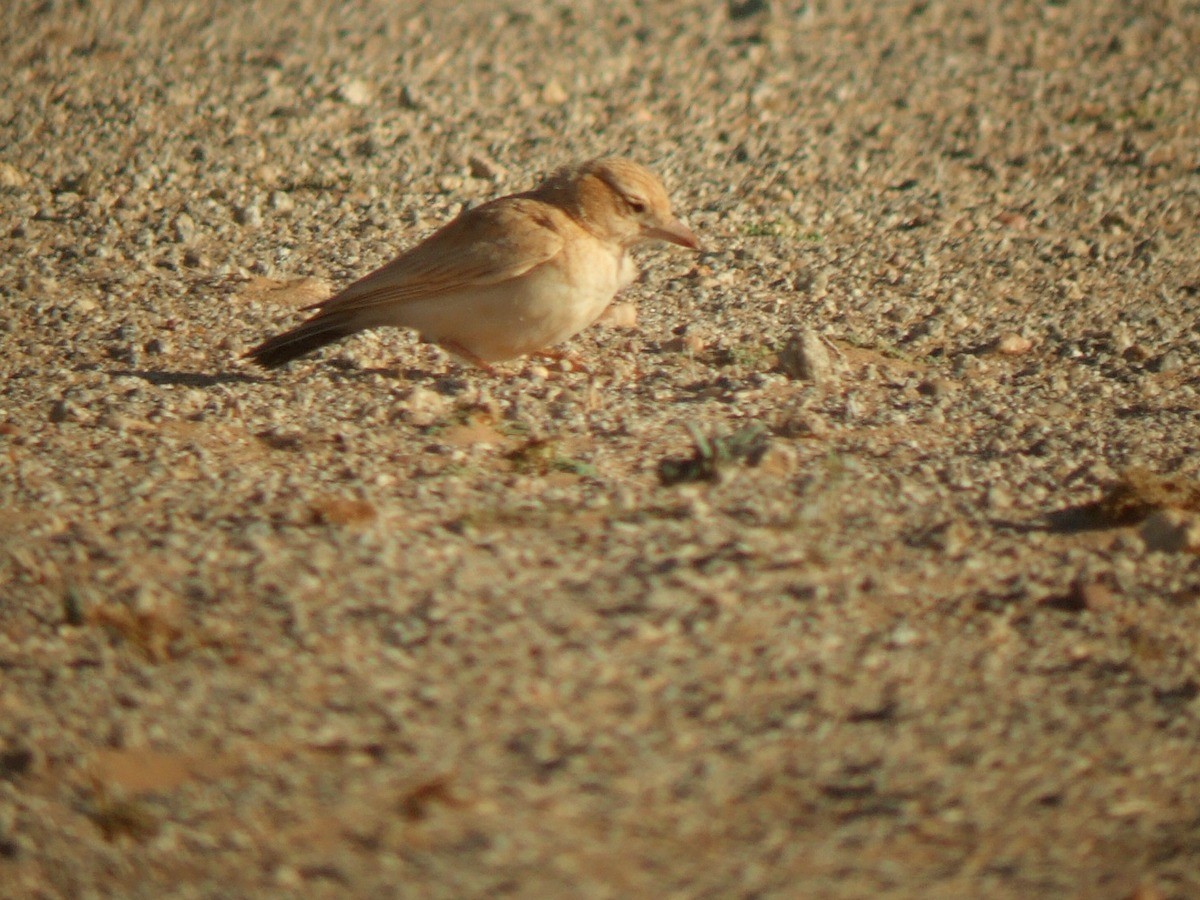 עפרוני סהרה - ML535683161