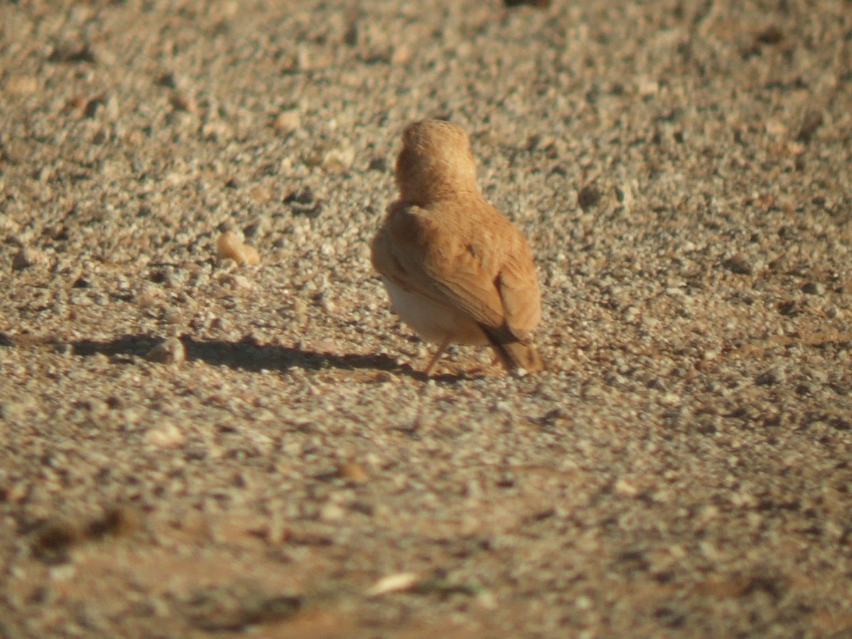 Dunn's Lark - ML535683171