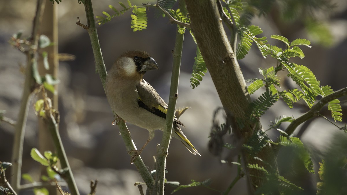 Arabian Grosbeak - Markus Craig