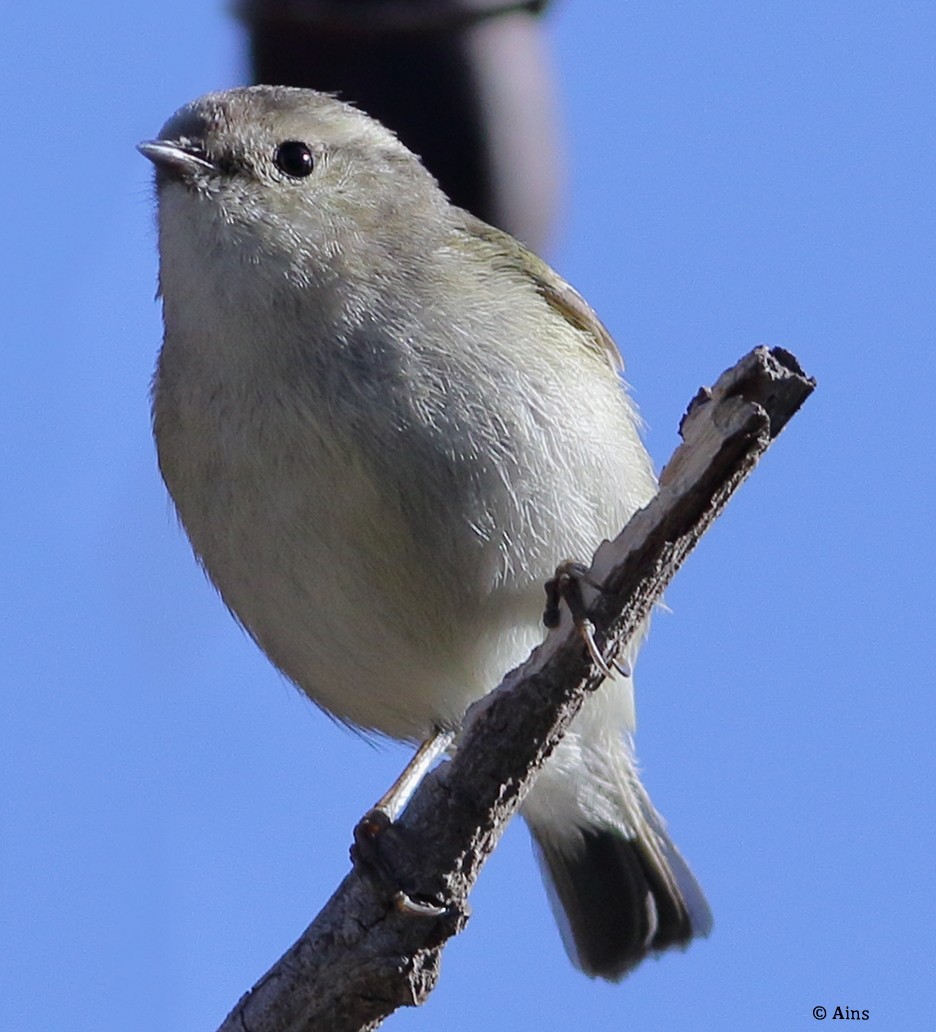 Hume's Warbler - ML535683811