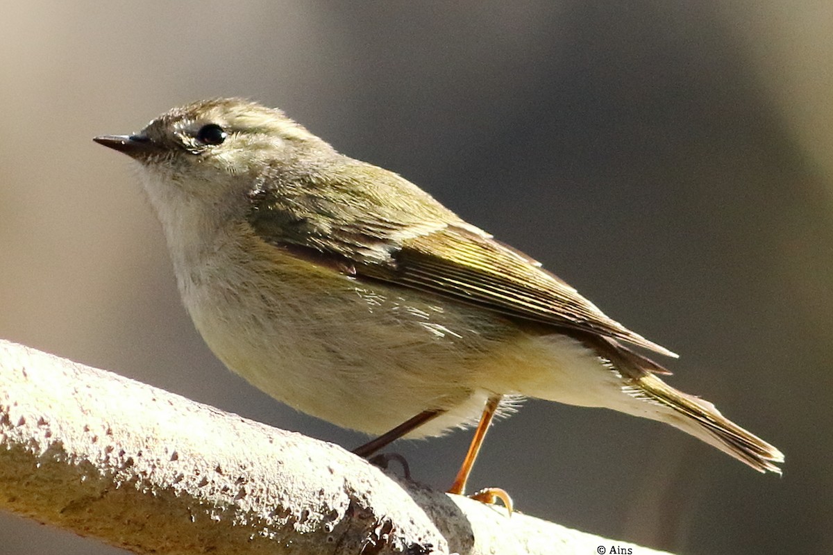 Hume's Warbler - ML535683821