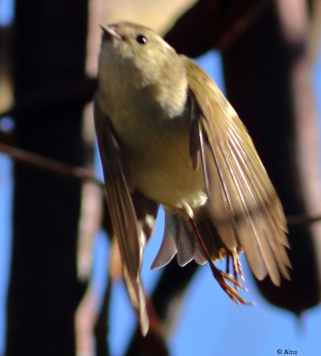 Hume's Warbler - ML535683831