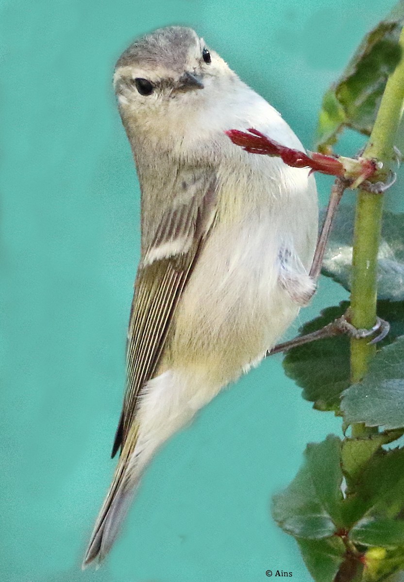 Hume's Warbler - ML535683841
