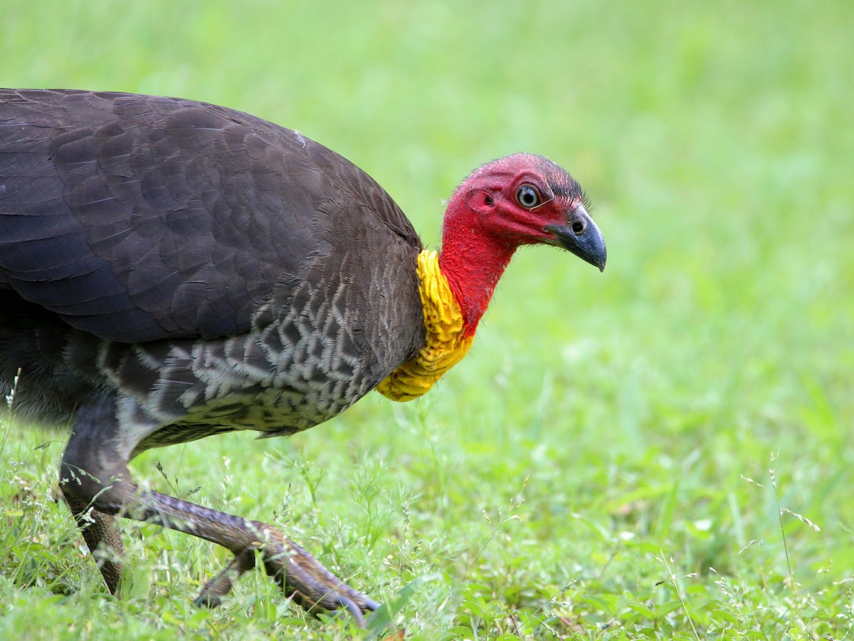 Australian Brushturkey - ML535684051