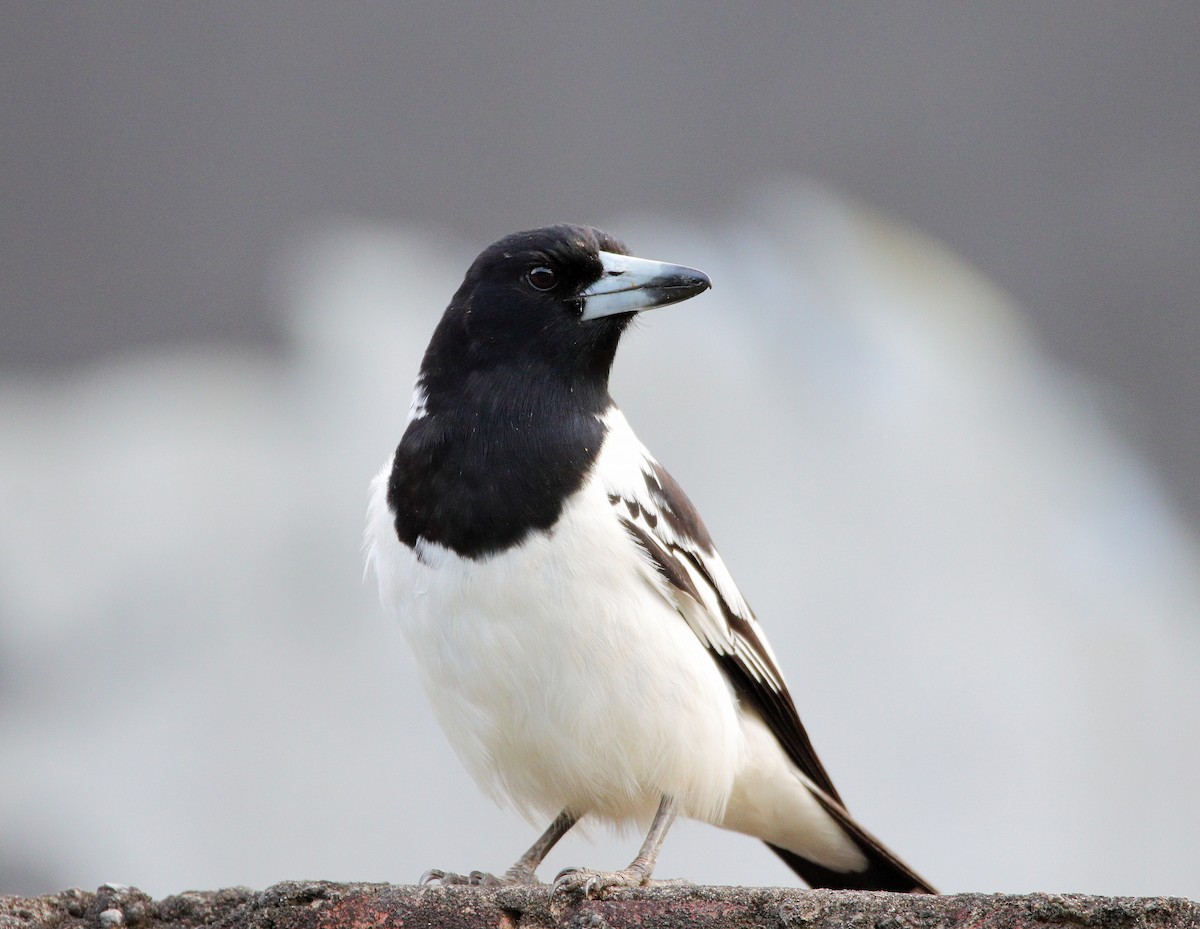 Pied Butcherbird - ML535684161