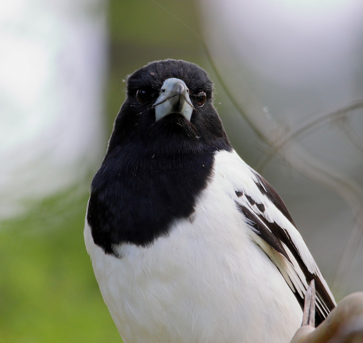 Pied Butcherbird - ML535684171