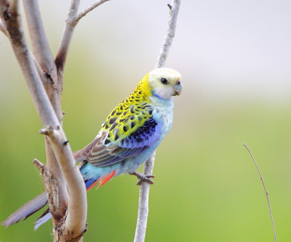 Pale-headed Rosella - Rolo Rodsey