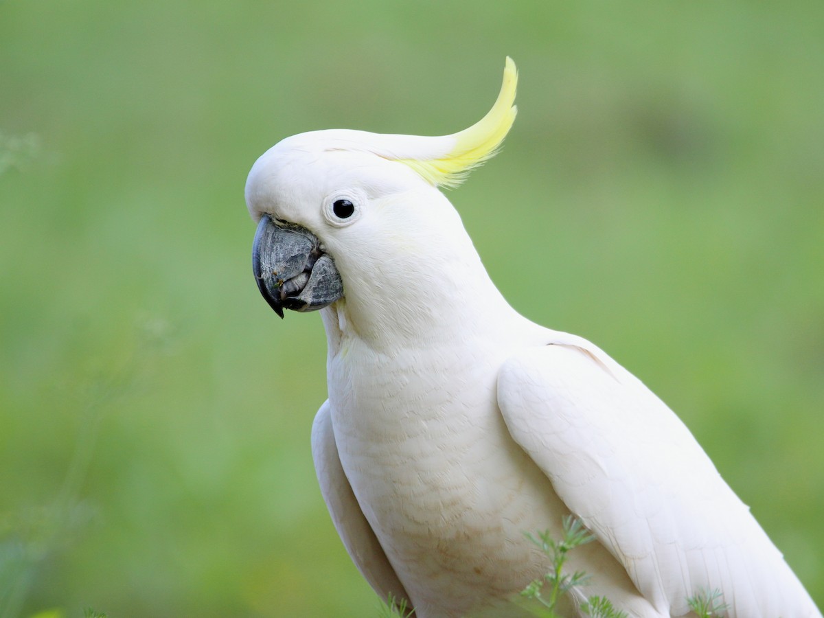 Sulphur-crested Cockatoo - ML535684211