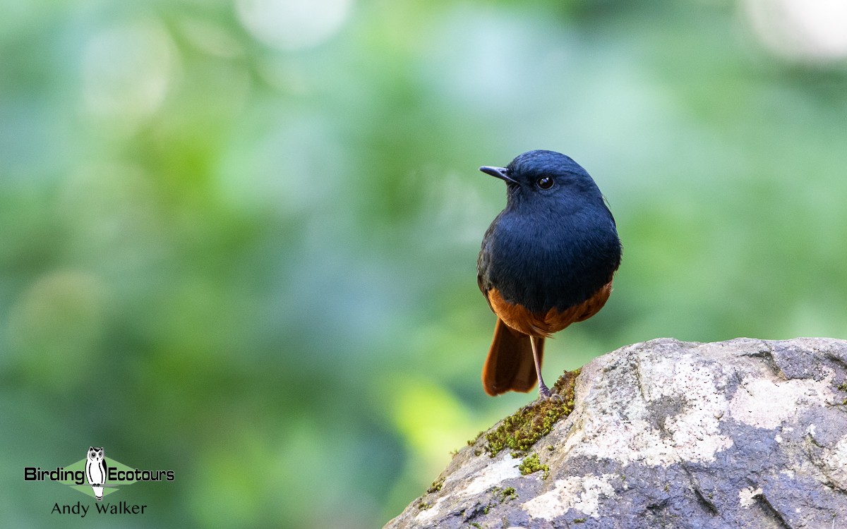 Luzon Redstart - ML535684351