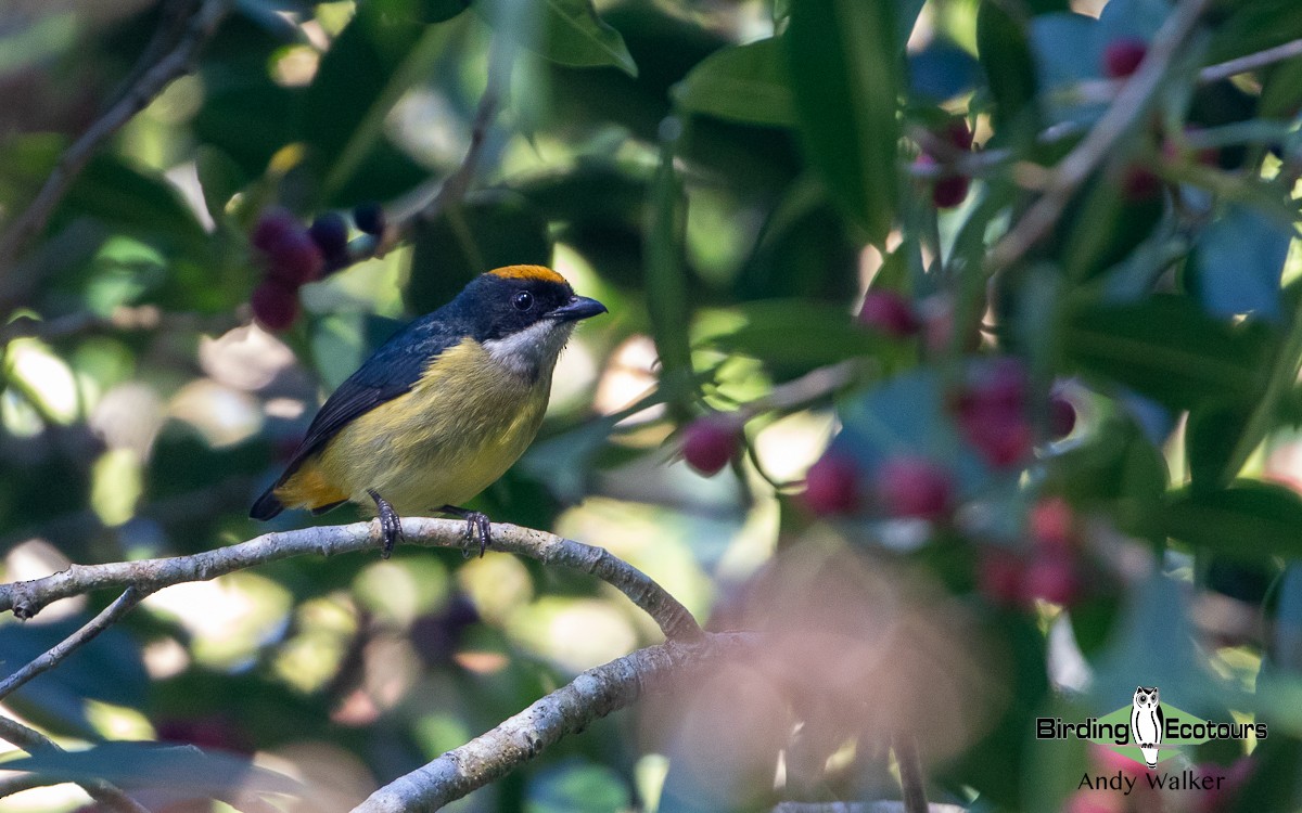 Yellow-crowned Flowerpecker - ML535685931