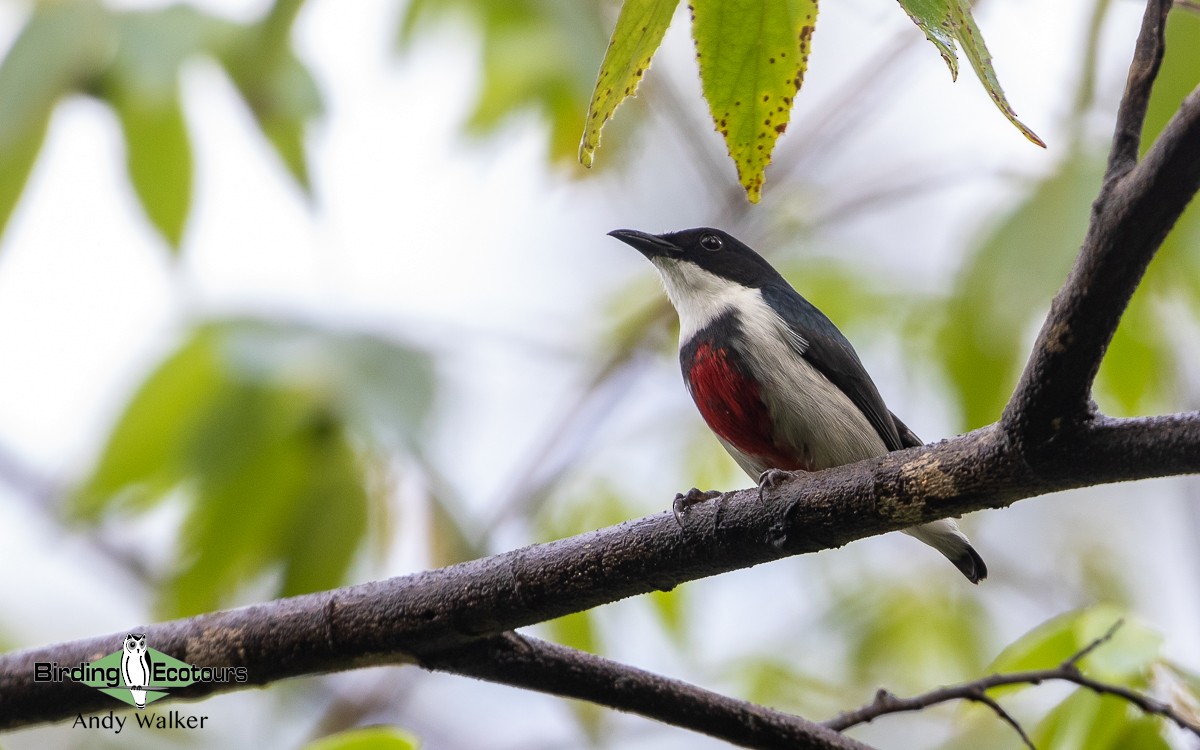 Black-belted Flowerpecker - Andy Walker - Birding Ecotours