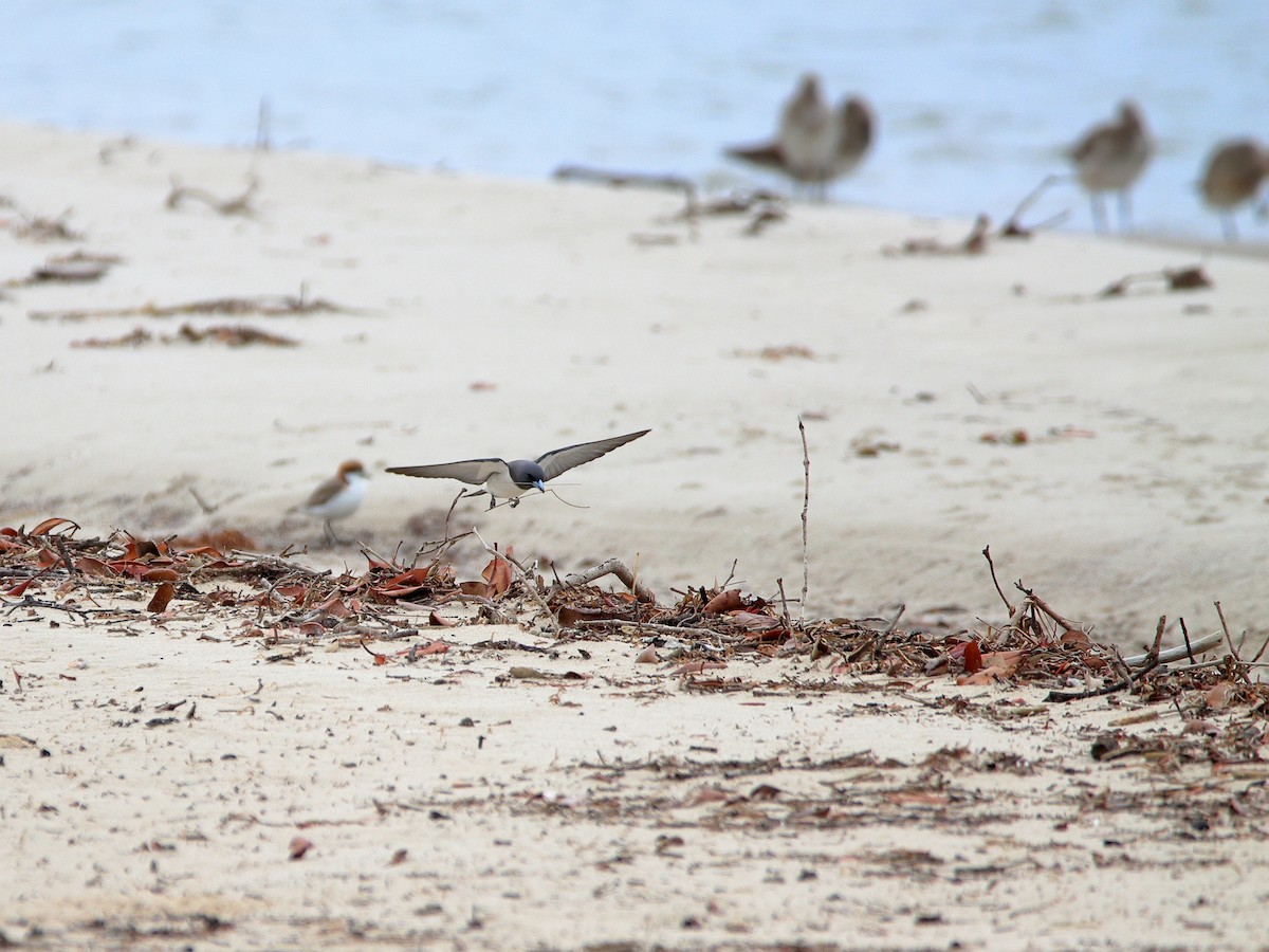 White-breasted Woodswallow - ML535687661