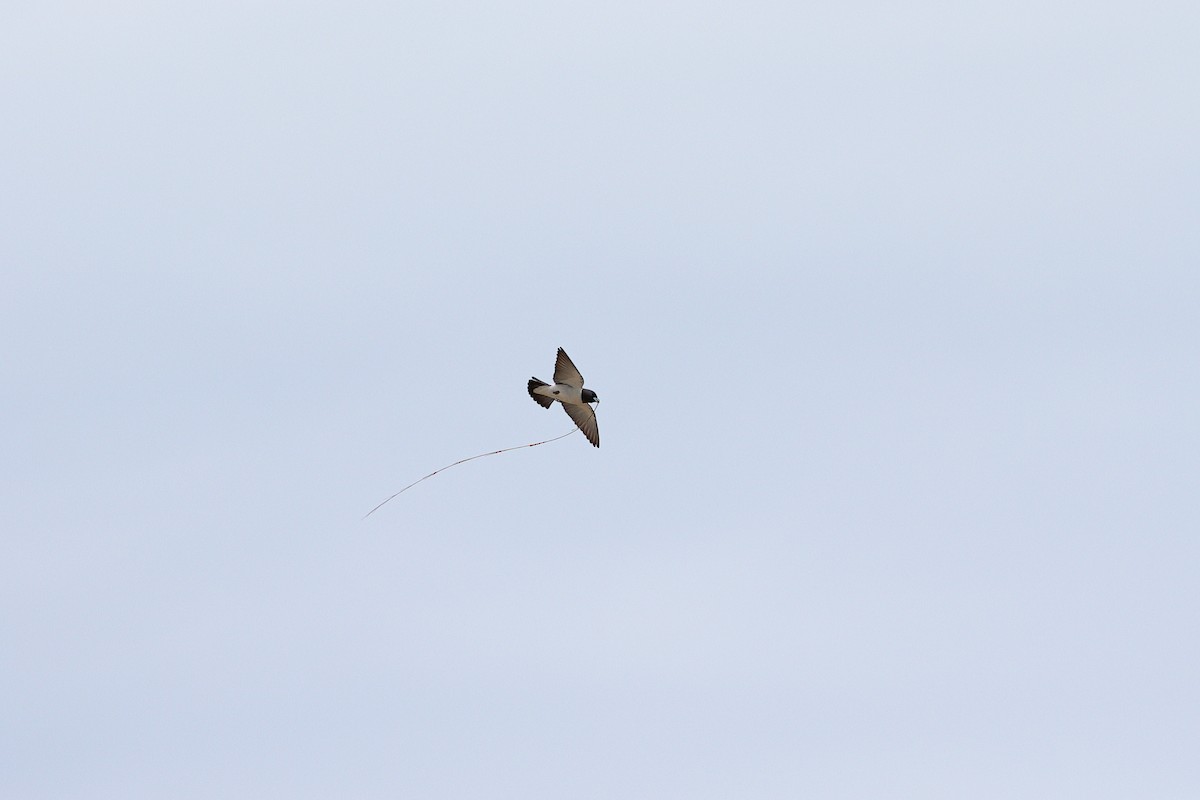 White-breasted Woodswallow - ML535687671