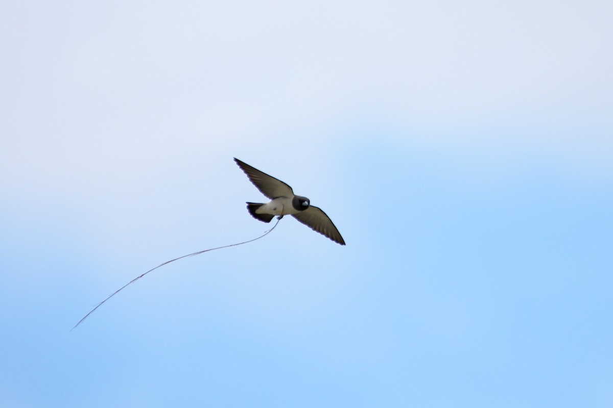 White-breasted Woodswallow - ML535687681