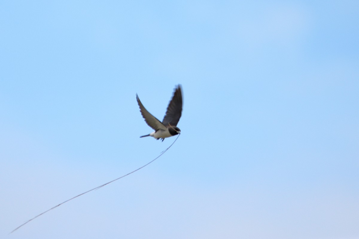 White-breasted Woodswallow - ML535687691