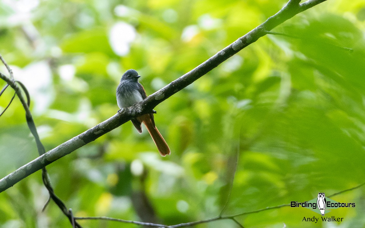 Visayan Fantail - Andy Walker - Birding Ecotours