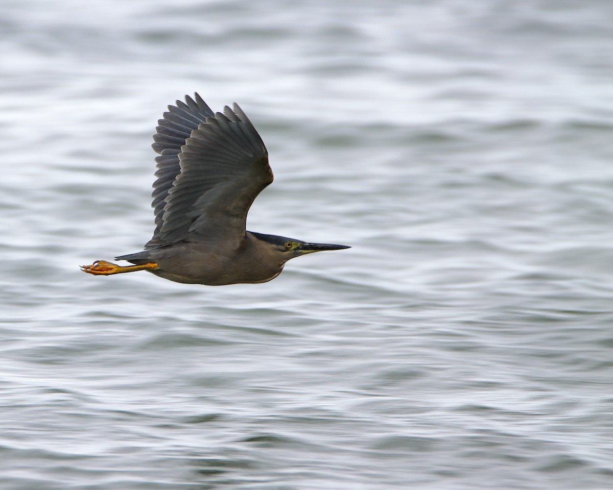 Striated Heron - ML535687971