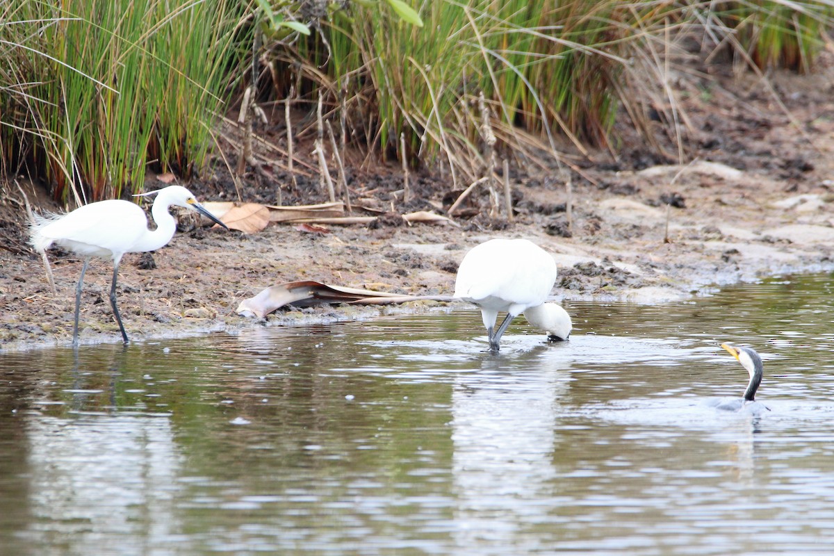 Little Pied Cormorant - ML535687991