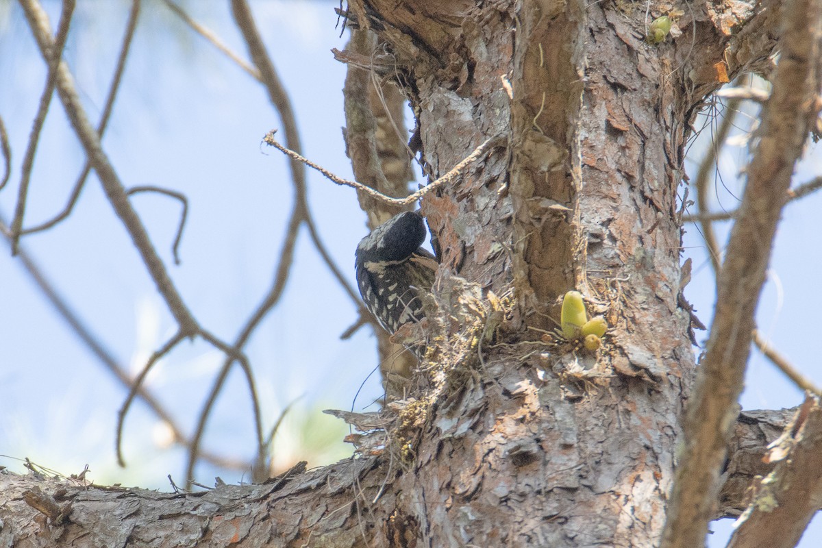 Stripe-breasted Woodpecker - ML535688111