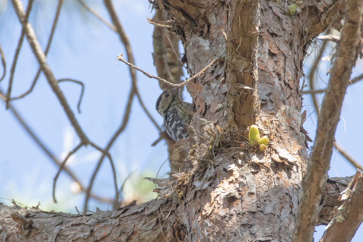 Stripe-breasted Woodpecker - ML535688121