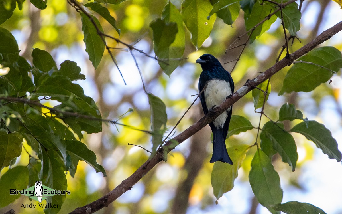 Balicassiao (Visayan) - Andy Walker - Birding Ecotours