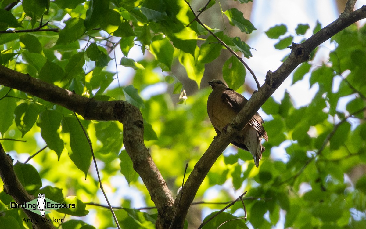 White-eared Brown-Dove (Buff-eared) - Andy Walker - Birding Ecotours