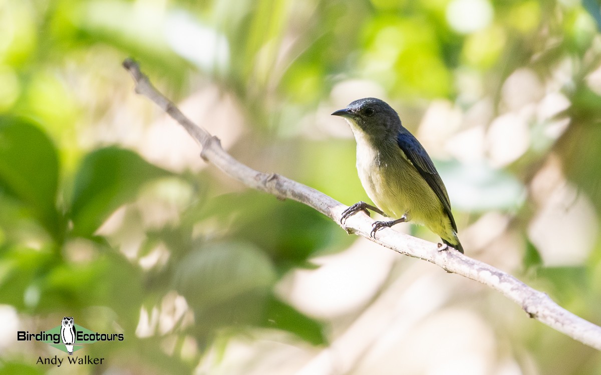 Pygmy Flowerpecker - Andy Walker - Birding Ecotours