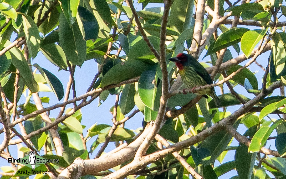 Coppersmith Barbet - Andy Walker - Birding Ecotours