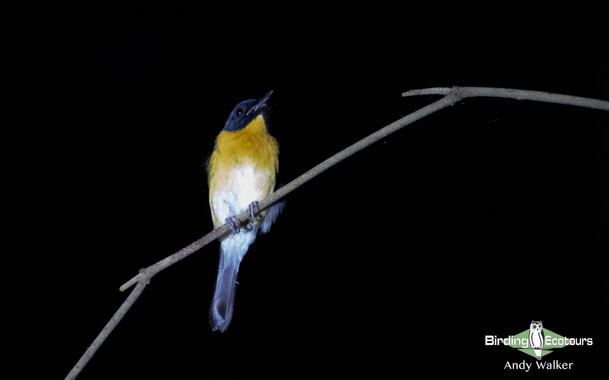 Mangrove Blue Flycatcher (Philippine) - Andy Walker - Birding Ecotours