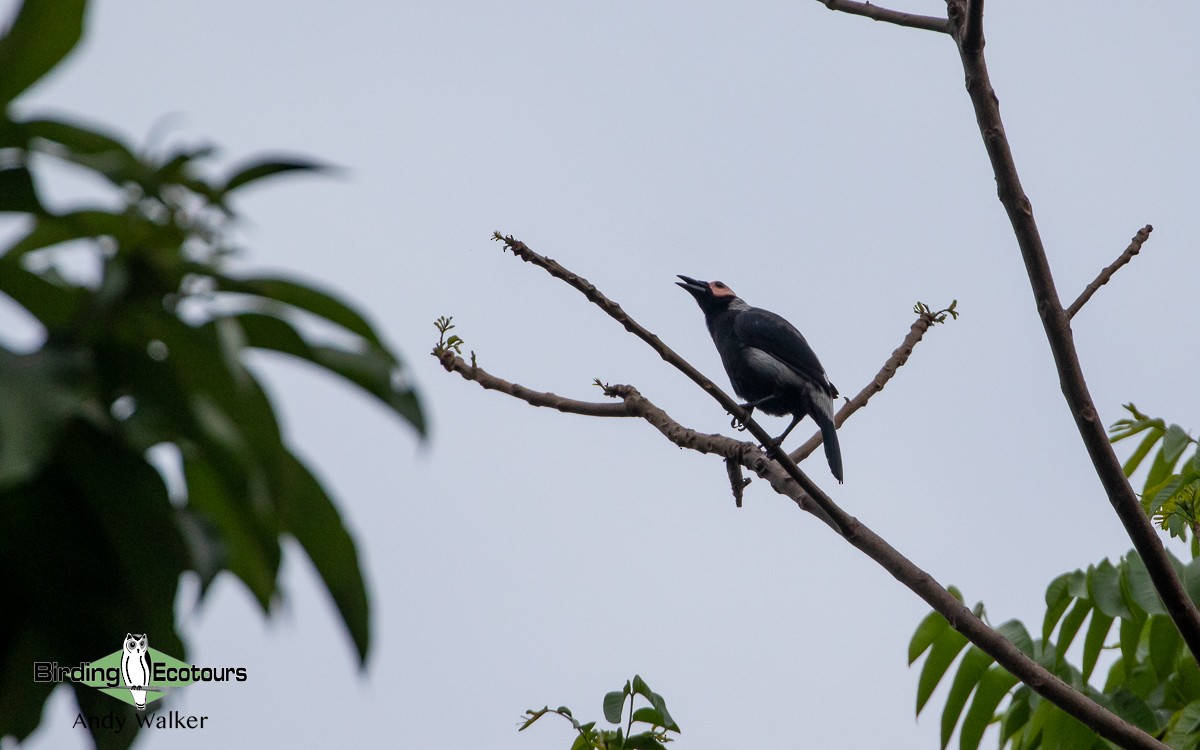 Coleto - Andy Walker - Birding Ecotours