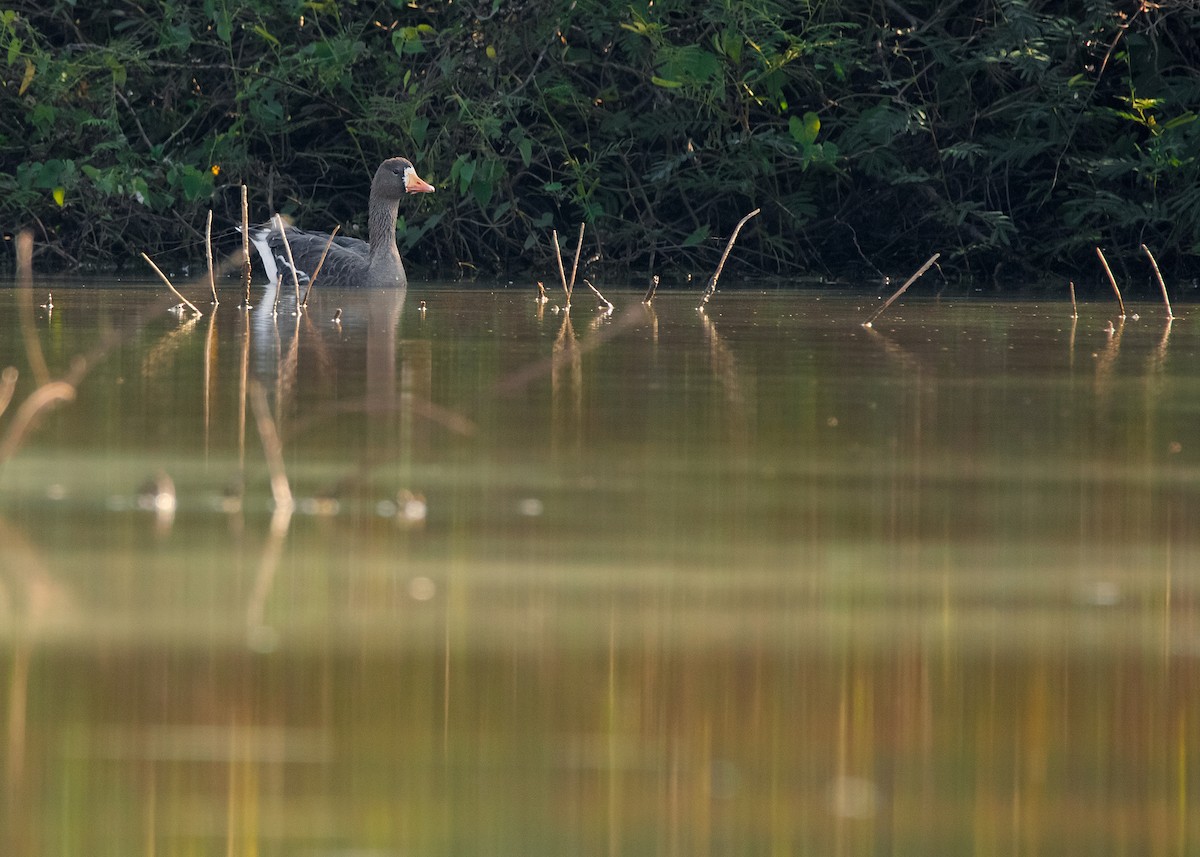 Greater White-fronted Goose (Eurasian) - Ayuwat Jearwattanakanok