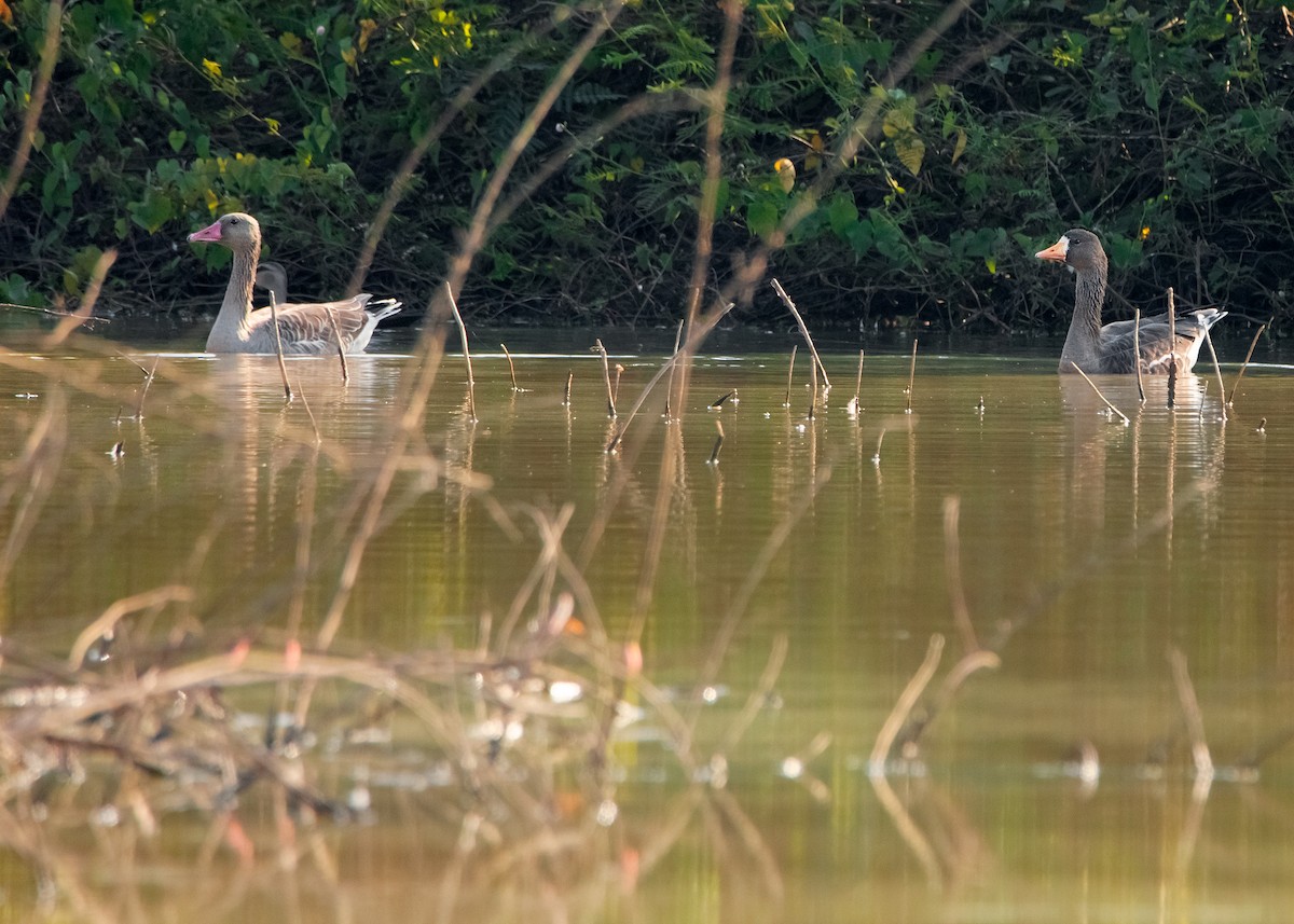 Greater White-fronted Goose (Eurasian) - ML535689051