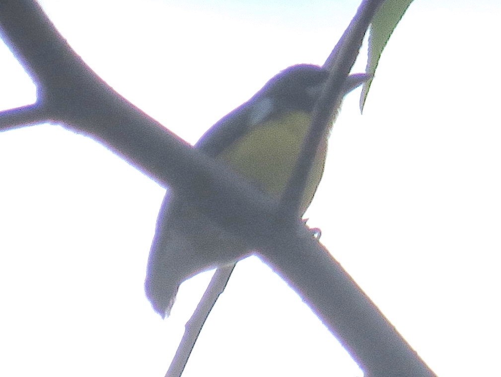 Palawan Flowerpecker - ML535689281