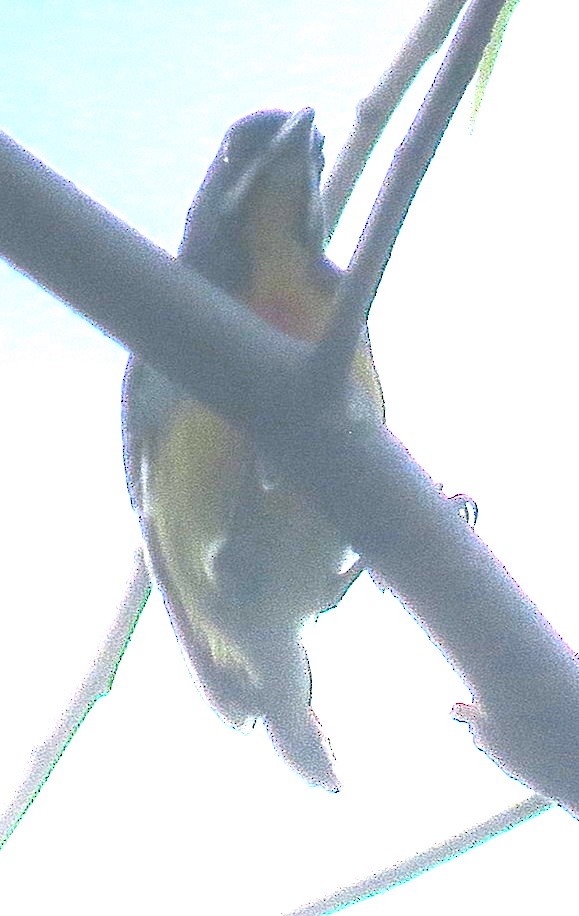 Palawan Flowerpecker - ML535689301
