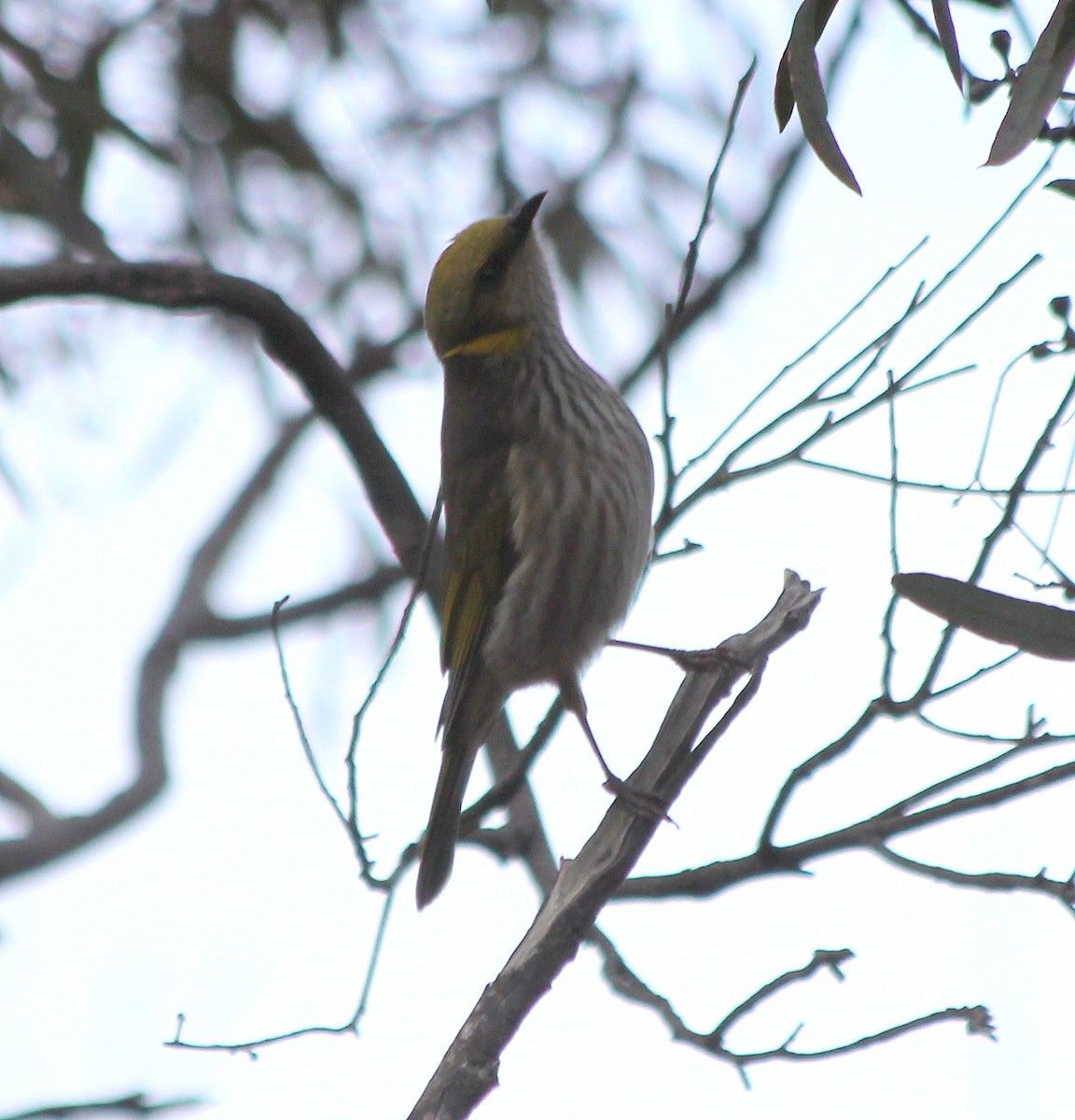 Yellow-plumed Honeyeater - ML535689331