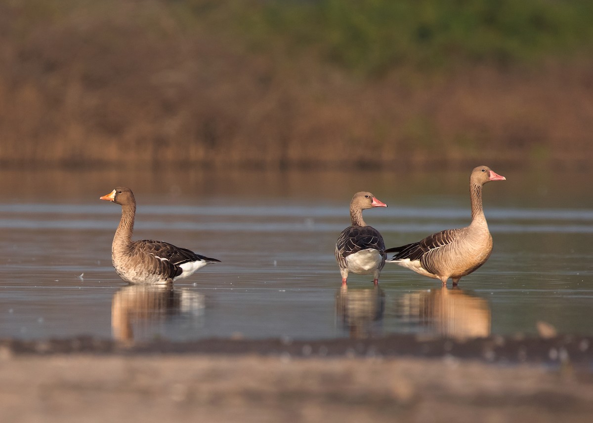 ハイイロガン（rubrirostris） - ML535690141