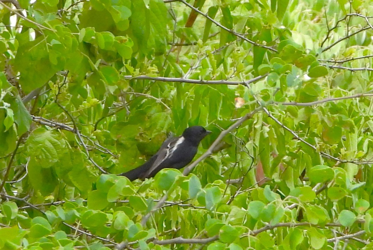 Southern Black-Tit - ML535691141