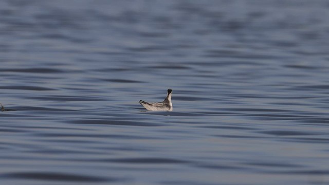 Phalarope à bec large - ML535691481