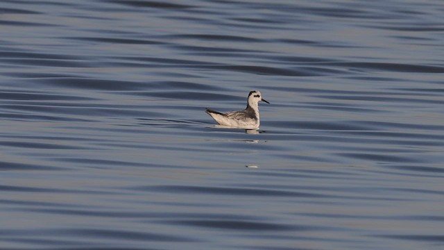 polarsvømmesnipe - ML535691491