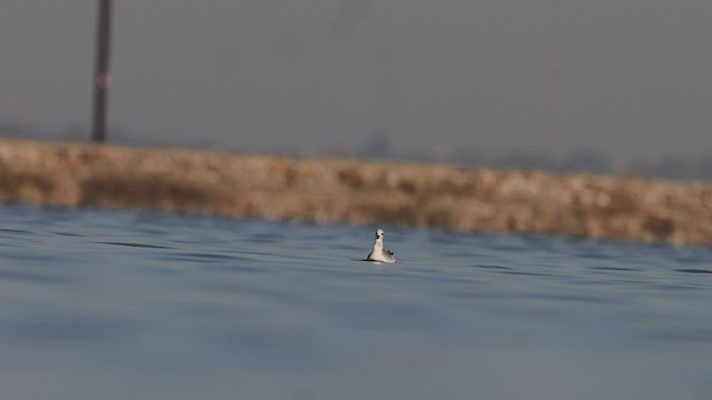 Phalarope à bec large - ML535691501