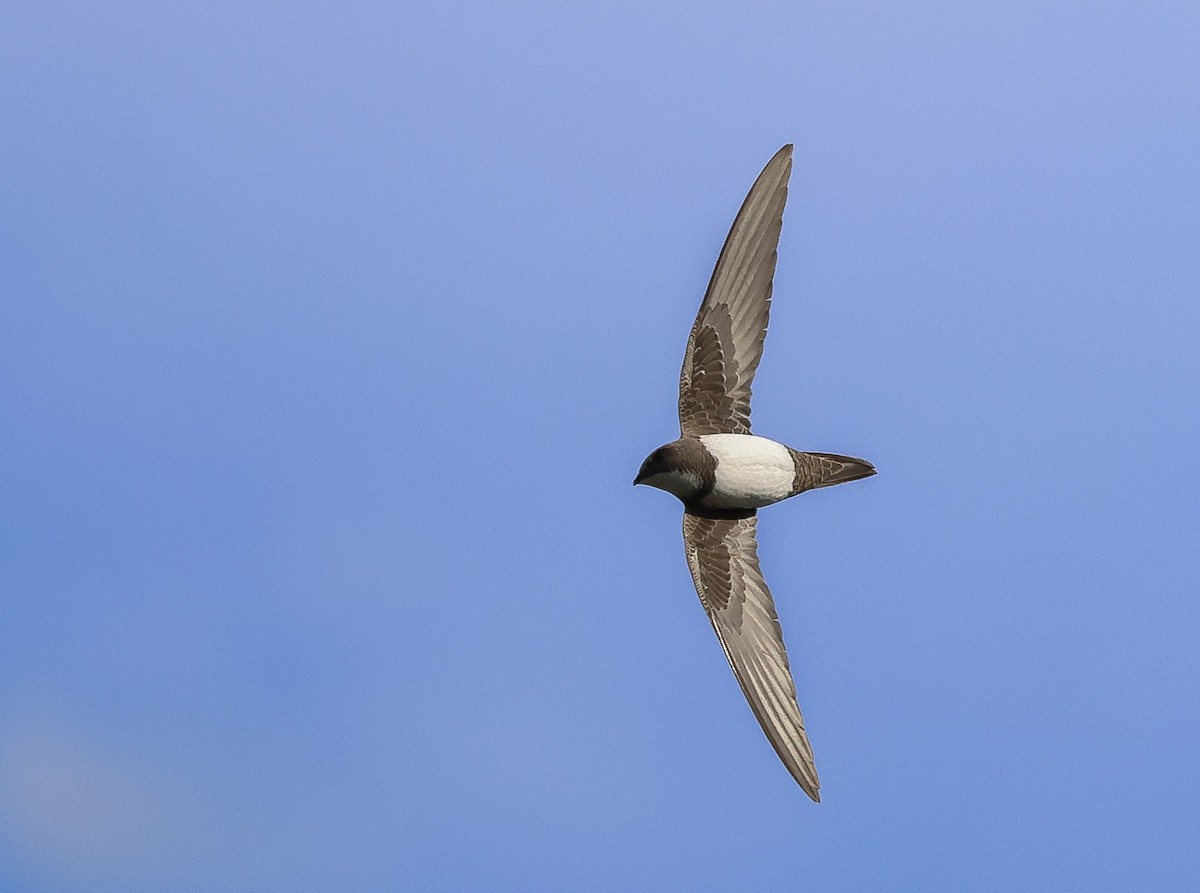 Alpine Swift - Shahar Yogev