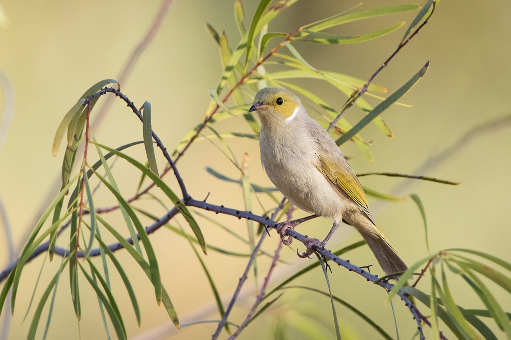 White-plumed Honeyeater - ML53569311